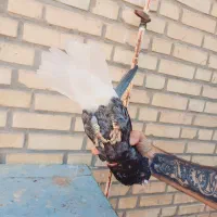 کوهی دم سفید نر|پرنده|کارون, |دیوار