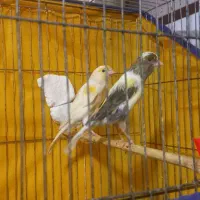 قناری نرو ماده