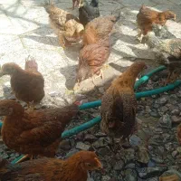 20تاجوجه بزرگ واکسن خورده