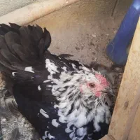 مرغ کرچ کپ
