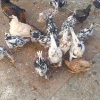 مرغ و خروس گلین+ (جوجه )|حیوانات مزرعه|مرودشت, استادیوم‎|دیوار