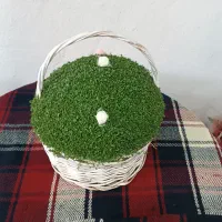 سبزه|گل و گیاه طبیعی|الشتر, |دیوار