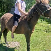 اسب ماده (مادیان)