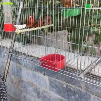 قناری سوخته|پرنده|شاهین‌شهر, شهرک ردانی پور|دیوار