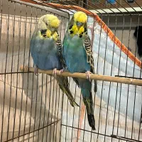 مرغ عشق انگلیسی