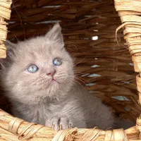 دهکده گربه های خونگی (پرشین بریتیش اسکاتیش)|گربه|اصفهان, جلفا|دیوار