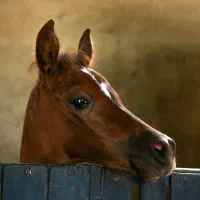 کره عرب مصری نوه کنزالناصر|اسب و تجهیزات اسب‌سواری|شهریار, اسکمان|دیوار