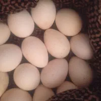 تخم بوقلمون