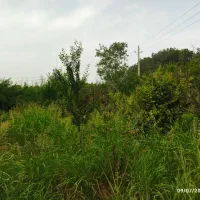 باغ باغچه ۶۵۰ متری نظام آباد خیابان درختی|فروش زمین و ملک کلنگی|اسلام‌شهر, کاشانک|دیوار