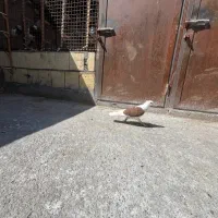 کفتر