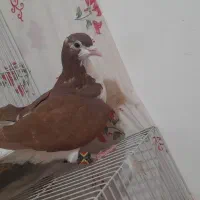 کبوتر بوم درشی جفتگاه ساده|پرنده|ملک‌آباد, |دیوار