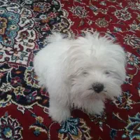 سگ مینیاتوری|سگ|مرند, |دیوار