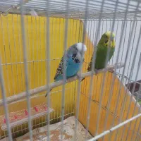 جفت مرغ عشق انگلیسی گریدa بضمانت جوجه و نطفه