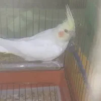 یک عروس هلندی نر