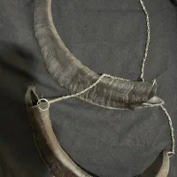 نفیر شاخ علم و علامت