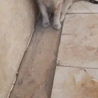 گربه گمشده|گربه|ساوه, |دیوار