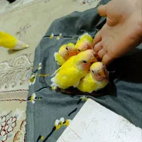 طوطی برزیلی صورت هلویی|پرنده|تنکابن, |دیوار