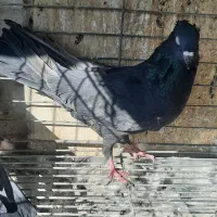 دوتا ماده سوسک کاکلی