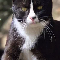 ارکستر و گرداننده ی مجالس