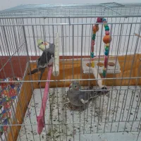 واگزار|پرنده|آذرشهر, |دیوار