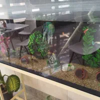 آکواریوم فول