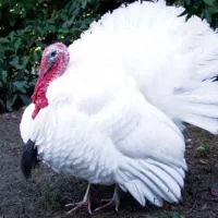 بوقلمون گوشتی