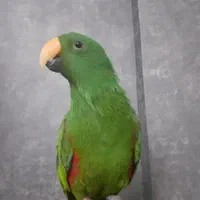 طوطی اکلکتوس نر|پرنده|گنبد کاووس, |دیوار