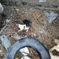 سگ ماده با دو تا توله