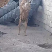 ماده سرابی|سگ|اردبیل, |دیوار