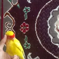 دوعددطوطی کوتوله برزیلی|پرنده|بم, |دیوار