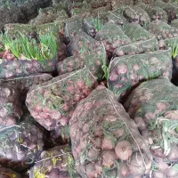 پیاز برای گوسفند