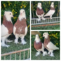 توضیحات کبوتر زینتی دارو طوقی کاکلی پاپر نقش رنگی|پرنده|آمل, |دیوار