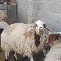 گوسفند فروشی