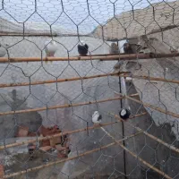 سلام دوستان عزیز چند تا کبوتر غریب خوب|پرنده|ساری, |دیوار