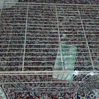 قفس پرنده|لوازم جانبی حیوانات|فولادشهر, مسکن مهر فولادشهر|دیوار