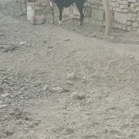 سگ گمشده .