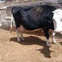 گاو سیمینتال قسر