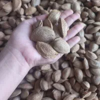 بادام تلخ