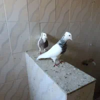 طوقی