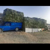 یونجه انباری و تازه چین دوم موجود|عمده‌فروشی|قیدار, |دیوار