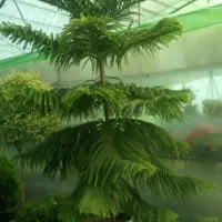 اصول نگهداری گیاهان داخلی و بیرونی|خدمات باغبانی و درختکاری|تهران, قلهک|دیوار