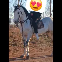 گمشده در محله نیار|حیوانات|اردبیل, |دیوار