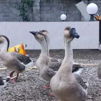 قوغاز آفریقایی