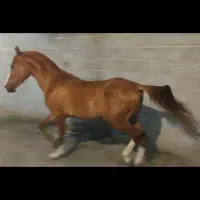 نریون عرب|اسب و تجهیزات اسبسواری|تهران, جوادیه|دیوار