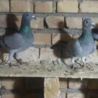 کبوتر مسافتی پلاکی(آتیم)