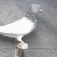 کبوترکله الماسی