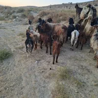 فروش ۳۰ عدد بز جوان با کهره|حیوانات مزرعه|کوار, |دیوار