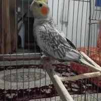 عروس هلندی دوتا ۱۲۰۰