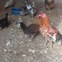 مرغ وخروس عربی در حمیدیه|حیوانات مزرعه|حمیدیه, |دیوار