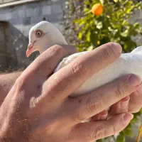 کبوتر پتی واله